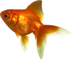 animals & goldfish free transparent png image.