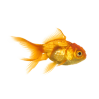 animals & goldfish free transparent png image.