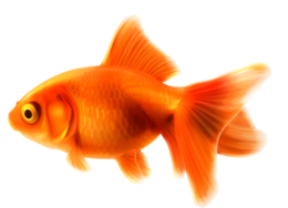 animals & Goldfish free transparent png image.