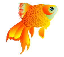 animals & Goldfish free transparent png image.