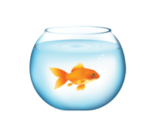 animals & Goldfish free transparent png image.