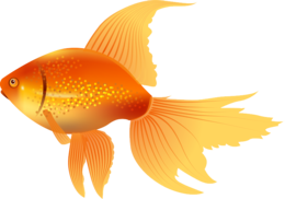 animals & goldfish free transparent png image.