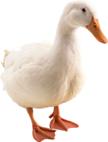 animals & goose free transparent png image.