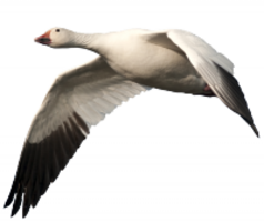 animals & goose free transparent png image.