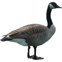 animals & Goose free transparent png image.