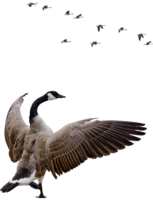 animals & Goose free transparent png image.