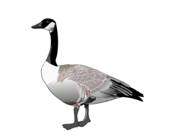 animals & Goose free transparent png image.