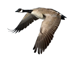 animals & goose free transparent png image.