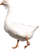 animals & goose free transparent png image.