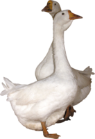 animals & goose free transparent png image.