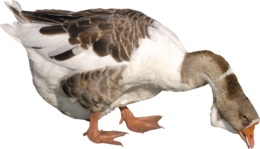 animals & goose free transparent png image.