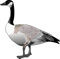 animals & goose free transparent png image.