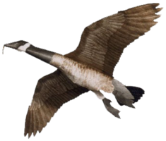 animals & goose free transparent png image.