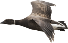 animals & Goose free transparent png image.