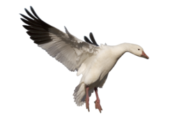 animals & Goose free transparent png image.