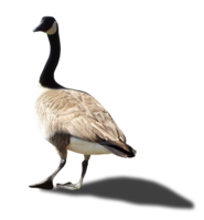 animals & Goose free transparent png image.