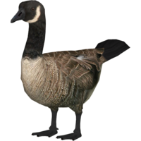 animals & goose free transparent png image.