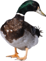 animals & Goose free transparent png image.