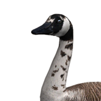 animals & goose free transparent png image.