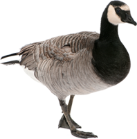 animals & goose free transparent png image.