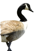 animals & goose free transparent png image.