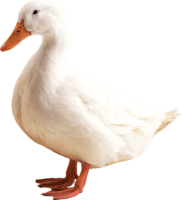 animals & goose free transparent png image.