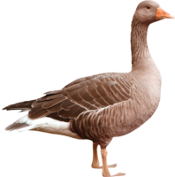 animals & goose free transparent png image.