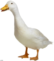 animals & Goose free transparent png image.