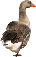 animals & goose free transparent png image.