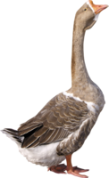 animals & Goose free transparent png image.