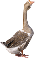 animals & goose free transparent png image.