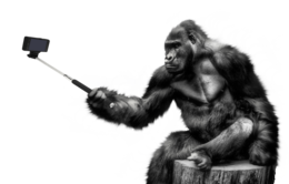 animals & Gorilla free transparent png image.