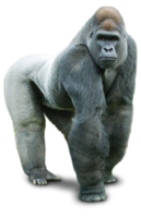 animals & gorilla free transparent png image.