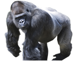 animals & gorilla free transparent png image.