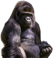 animals & gorilla free transparent png image.
