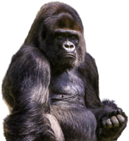 animals & Gorilla free transparent png image.