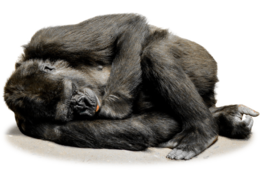 animals & gorilla free transparent png image.