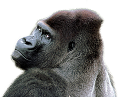 animals & gorilla free transparent png image.