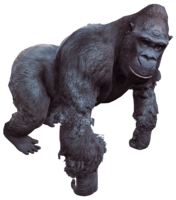 animals & Gorilla free transparent png image.