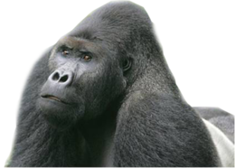 animals & gorilla free transparent png image.