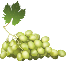 fruits & grape free transparent png image.