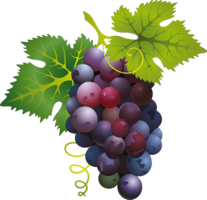 fruits & Grape free transparent png image.