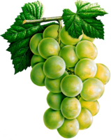 fruits & grape free transparent png image.