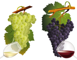 fruits & Grape free transparent png image.