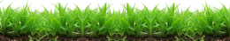 nature & Grass free transparent png image.