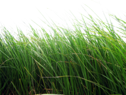 nature & grass free transparent png image.