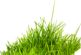 nature & grass free transparent png image.