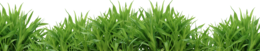 nature & Grass free transparent png image.