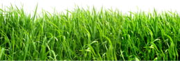 nature & Grass free transparent png image.