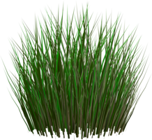 nature & grass free transparent png image.